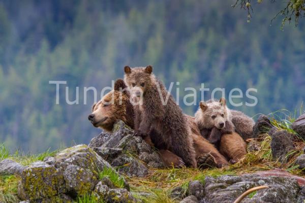 Viajes Canadá: osos