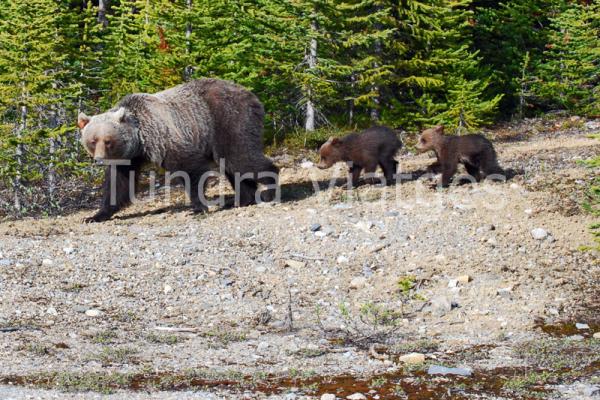 Viajes Canadá: osos