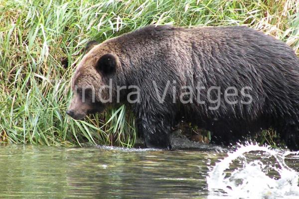 Viajes Canadá: osos