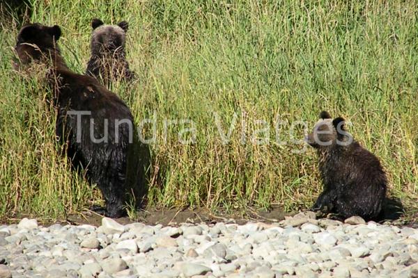 Viajes Canadá: osos