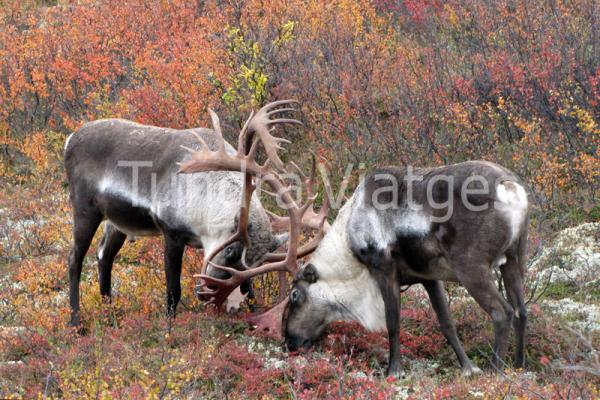 Viajes a Alaska