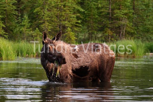 Viajes a Alaska