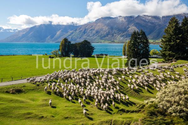 Viajes a Nueva Zelanda