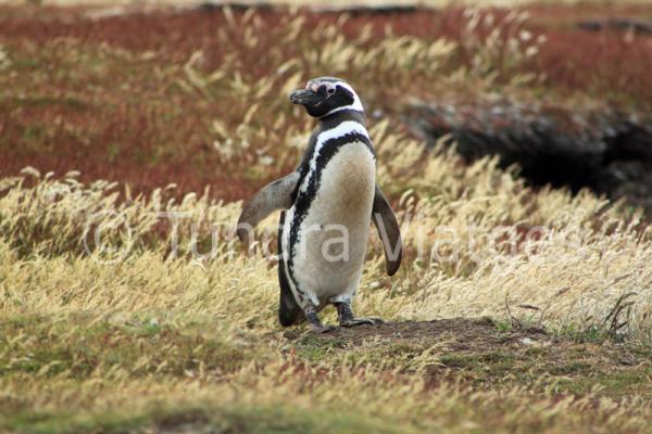 Patagònia Argentina