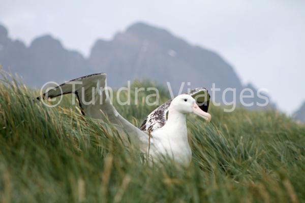 Viatges Geòrgia del Sud