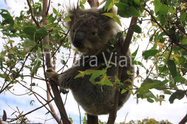 Viatge a Austràlia