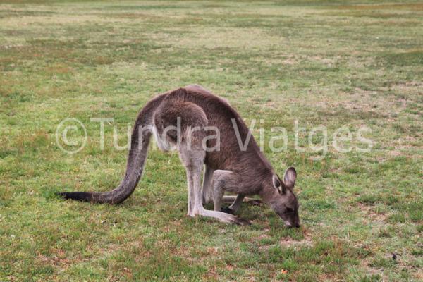 Viatges a Austràlia