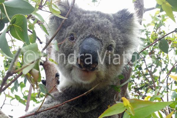 Viatges a Austràlia