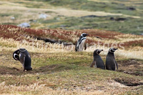 Pingüinos de Magallanes en las Islas Malvinas