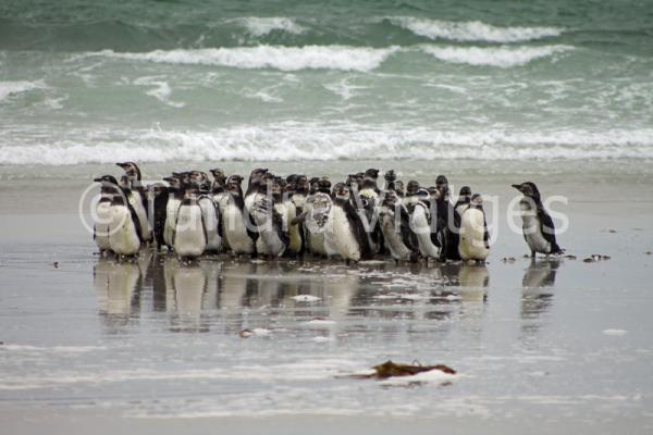 Establecen las colonias en playas abiertas. 