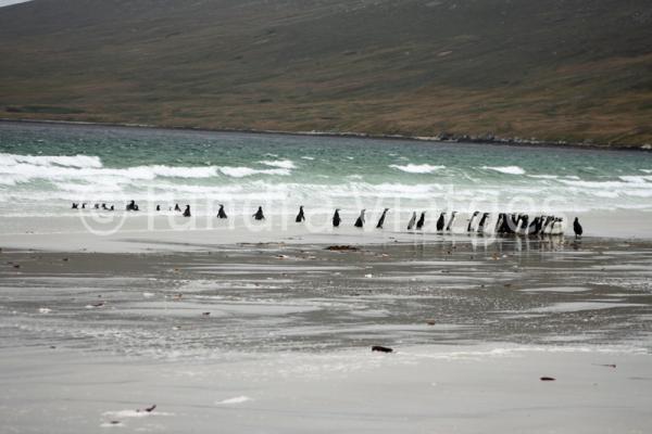 Pingüinos de Magallanes en las Islas Malvinas