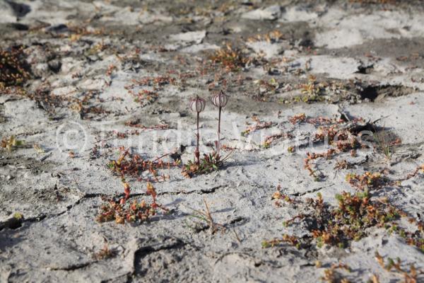 Desierto ártico