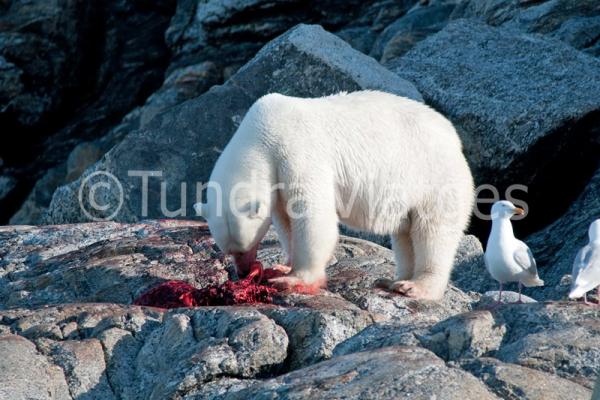 Oso polar