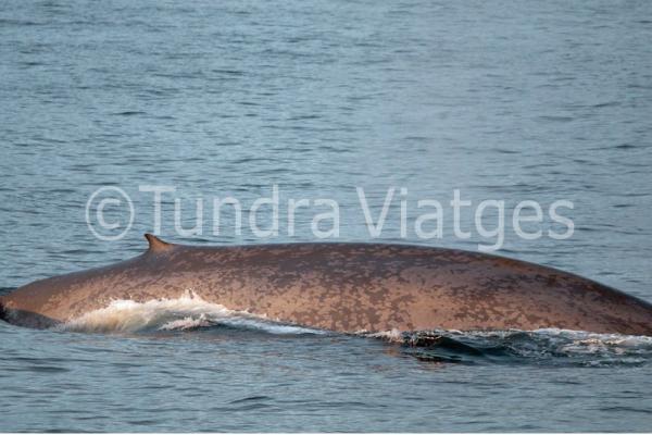 Ballena azul