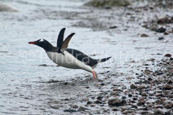 Pingüino papúa en la Antártida.