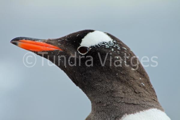 La característica principal del pingüí papua és el bec vermell.