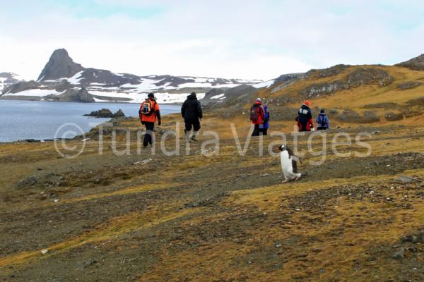 Los pingüinos papúa miden de 75 a 90 cm.