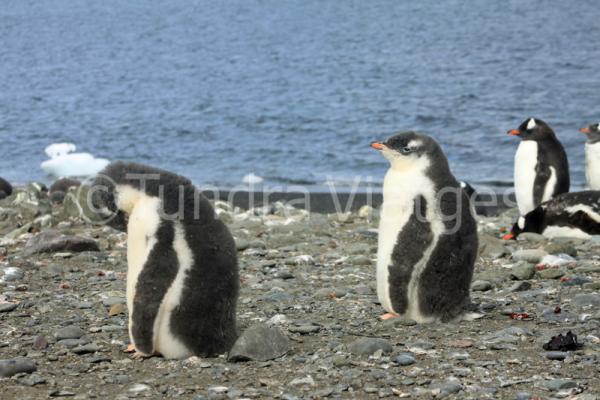 Pollets de pingüí papua.