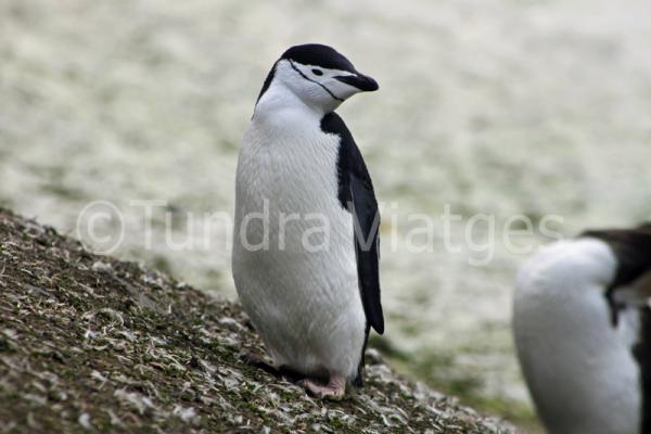 Pingüino en la Antártida.