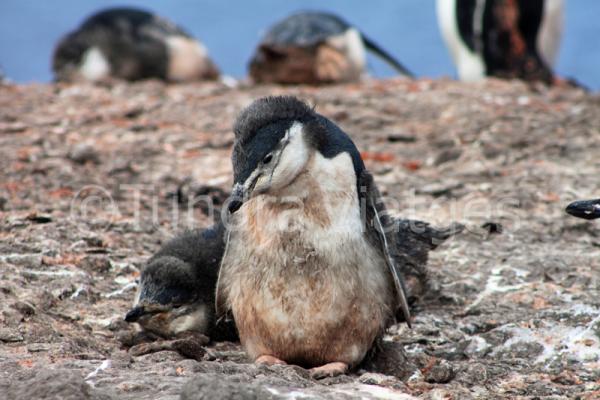 Pollet de pingüí de cara blanca.