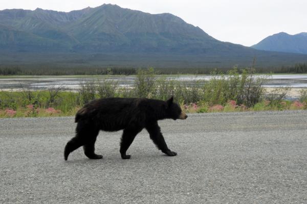 Viajes a Alaska