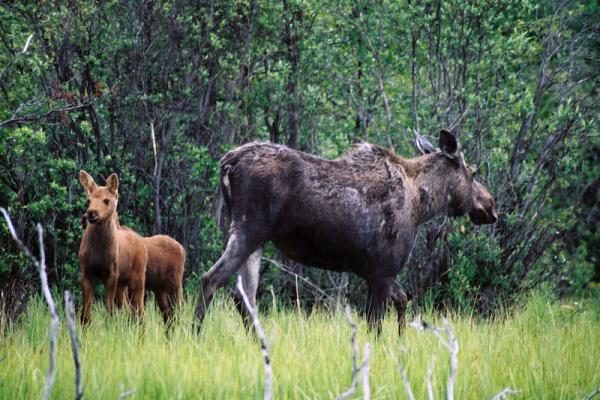 Viajes a Alaska