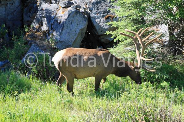 Viatges Muntanyes Rocalloses del Canadà