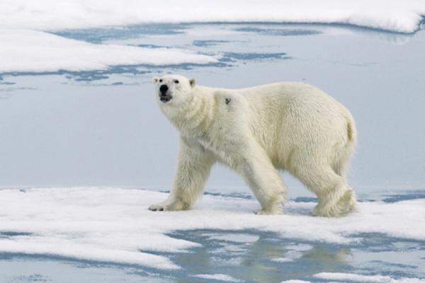 Oso polar cerca del Polo Norte.