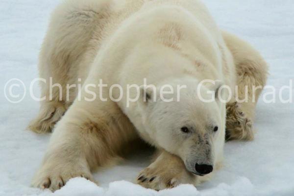 Ós polar a Spitsbergen, Svalbard.