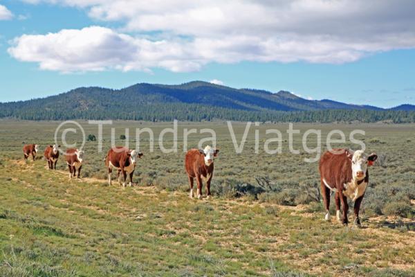 Viajar a Estados Unidos costa oeste