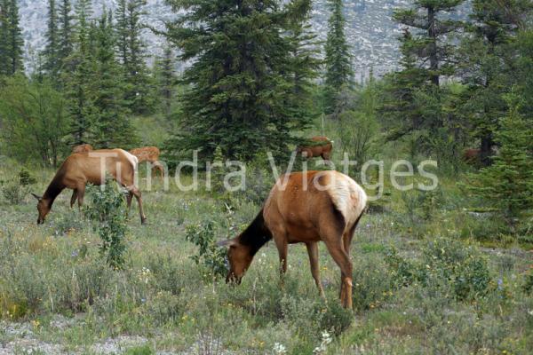 Parque Nacional Banff