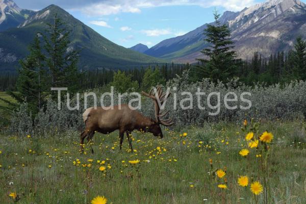 Parque Nacional Banff