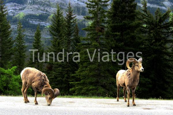 Parcs Nacionals de les Muntanyes Rocalloses del Canadà