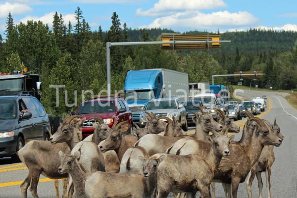 Parcs Nacionals de les Muntanyes Rocalloses del Canadà