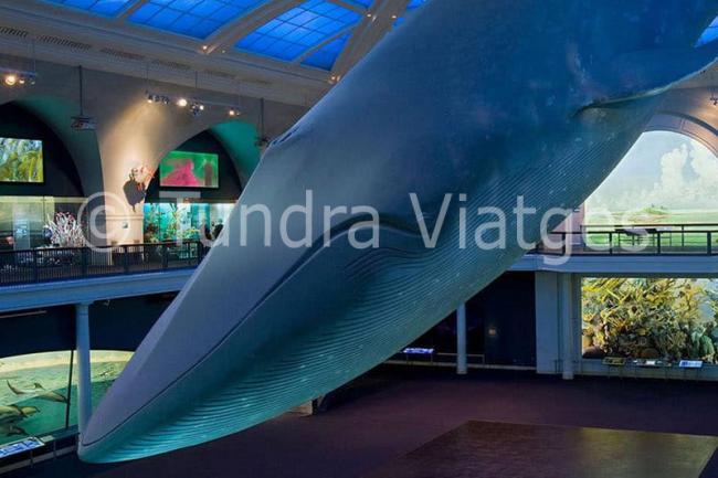 Visitas obligadas en Nueva York - Museo de Ciencias Naturales