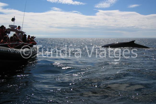 Canadá - Costa este - Quebec - Tadoussac - ballenas