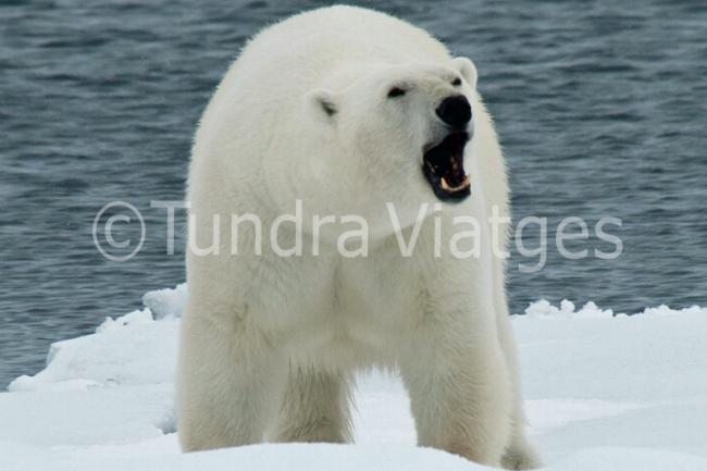 Viaje a Spitsbergen, Svalbard