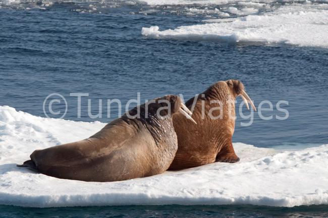 Viajes a Spitsbergen, Svalbard