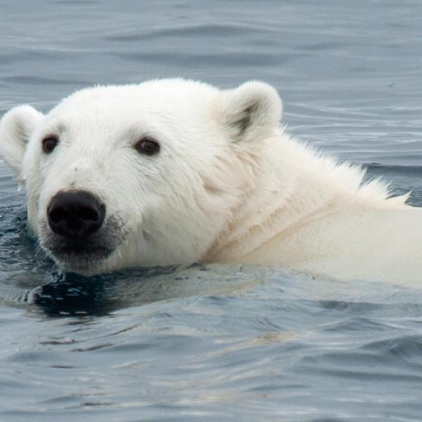 Cruceros Spitsbergen Svalbard