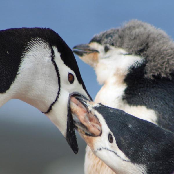 Viajes a la Antartida - Peninsula Antarctica - pinguinos barbijo