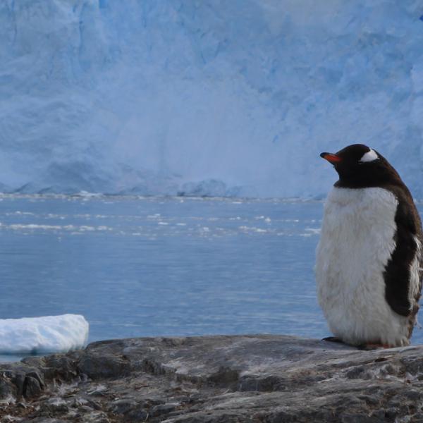 Viajes a la Antartida - Peninsula Antarctica - pinguino Puerto Neko