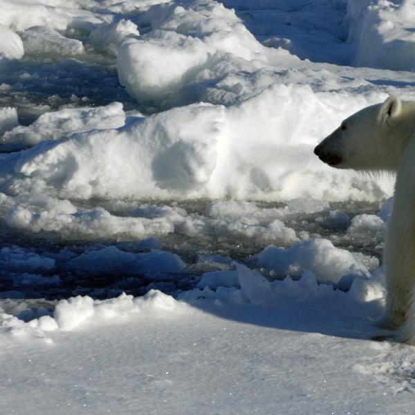 Viaje osos polares Canadá