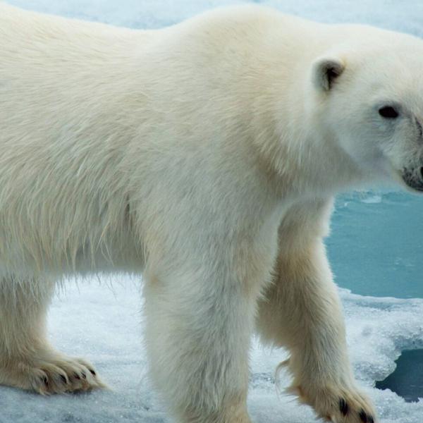 Viaje osos polares - Churchill - Canada