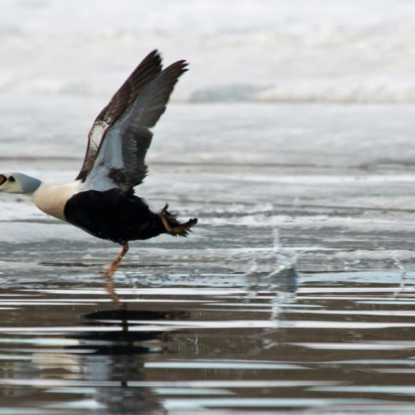 Viajes a Spitsbergen - king eider