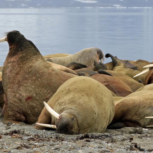 Viajes a Spitsbergen - Islas Svalbard - Morsas