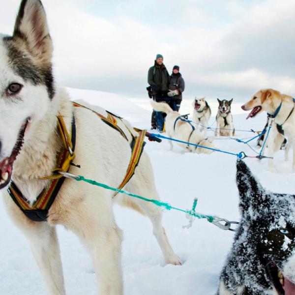 Dog sledding