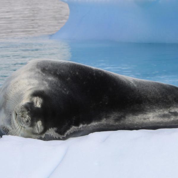Viajes a la Antartida - Peninsula Antarctica - foca de weddell
