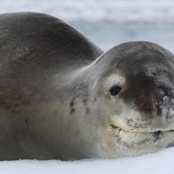 Viajes a la Antartida - Peninsula Antarctica - foca cangrejera