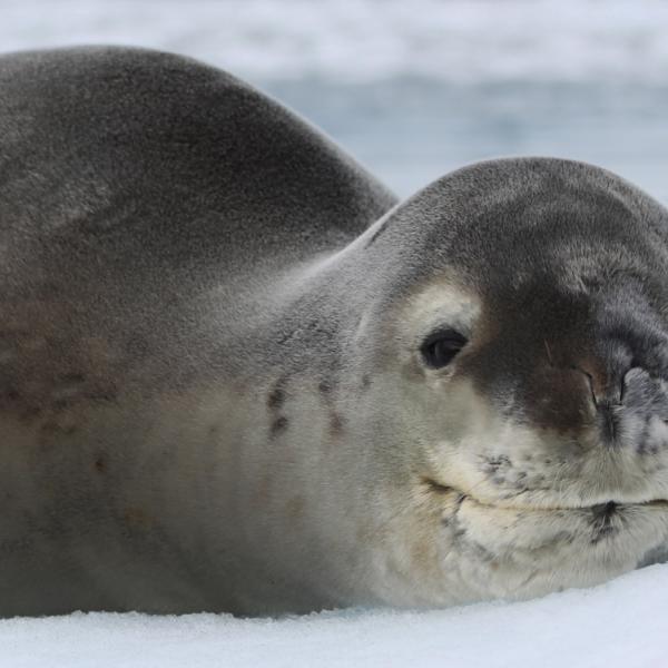 Viajes Peninsula Antarctica