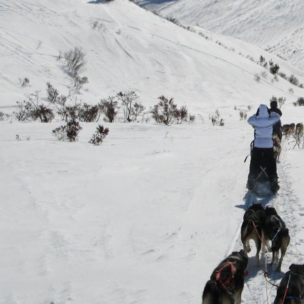 Dog sledding